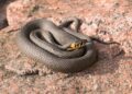 poskok snake