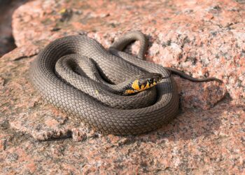 poskok snake