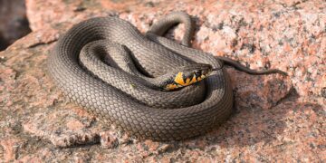 poskok snake