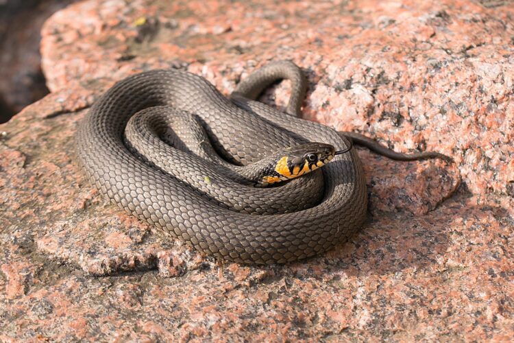 poskok snake