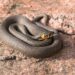 poskok snake