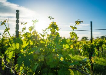 Pelješac Wine Tour Without a Car: Dingač, Oysters & Stays