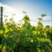 Pelješac Wine Tour Without a Car: Dingač, Oysters & Stays